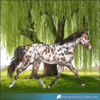 Horse Color:Amber Cream Champagne Appaloosa and Bay Appaloosa
