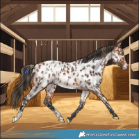 Horse Color:Amber Cream Champagne Near Leopard and Bay Near Leopard