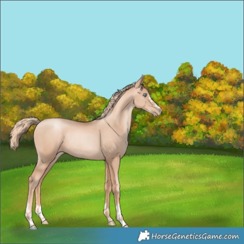 Horse Color:Gold Champagne Pearl Rabicano  and Gold Champagne Pearl Rabicano 