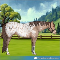 Horse Color:Amber Champagne Sabino Tobiano Appaloosa and Amber Champagne Sabino Tobiano Appaloosa Rabicano