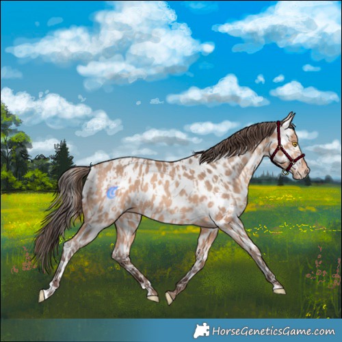Horse Color:Amber Champagne Appaloosa and Amber Champagne Appaloosa