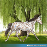 Horse Color:Amber Champagne Leopard  and Amber Champagne Leopard 