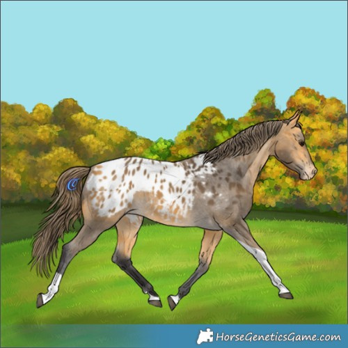 Horse Color:Buckskin Tobiano Appaloosa 