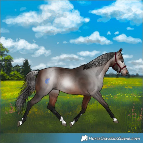 Horse Color:Gray Bay 