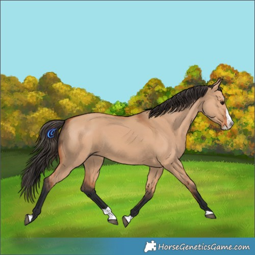 Horse Color:Bay Dun Splash 