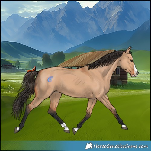 Horse Color:Bay Dun Splash 