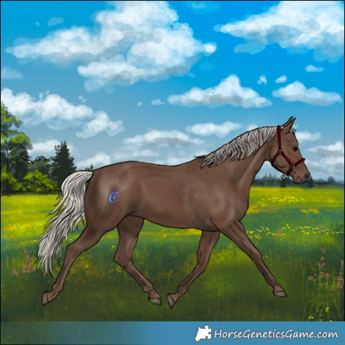 Horse Color:Silver Black