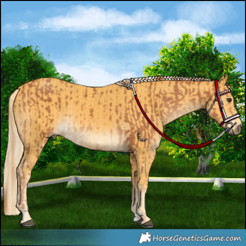 Horse Color:Chestnut  and Palomino 