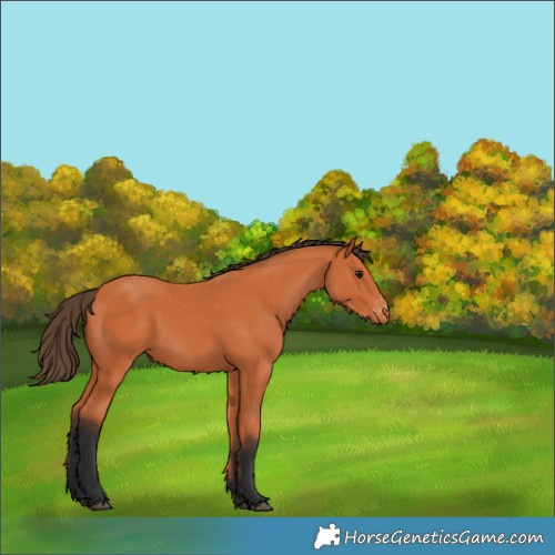 Horse Color:Bay Appaloosa 