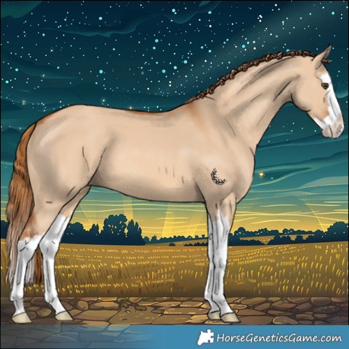 Horse Color:Red Dun Splash 