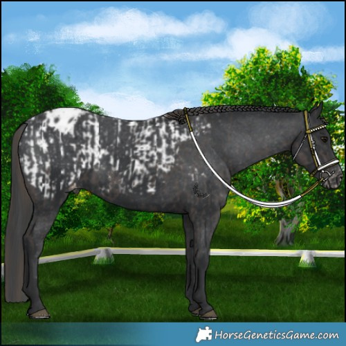 Horse Color:Smoky Black Appaloosa  and Black Appaloosa 