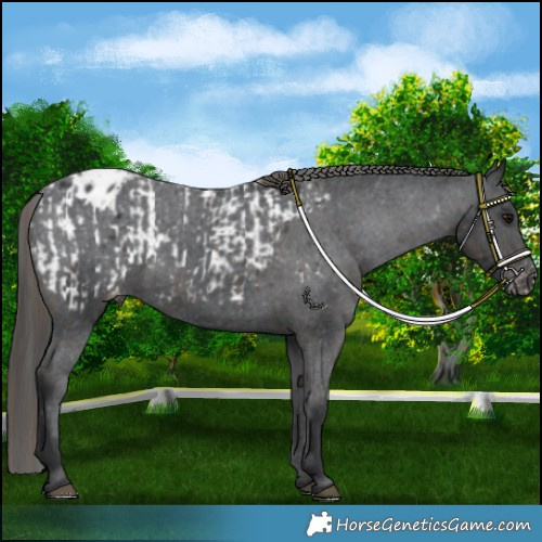 Horse Color:Smoky Black Appaloosa  and Black Appaloosa 