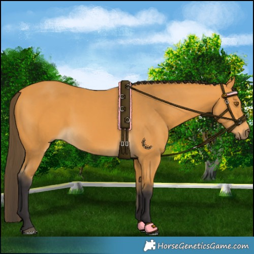 Horse Color:Buckskin