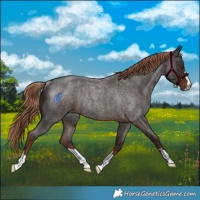 Horse Color:Liver Red Roan Rabicano 
