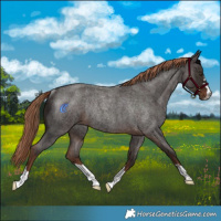 Horse Color:Liver Red Roan Rabicano