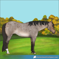 Horse Color:Bay Roan Dun 