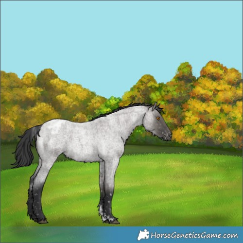 Horse Color:Grullo Roan Sabino Appaloosa 