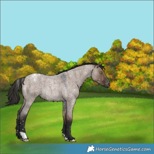 Horse Color:Liver Red Dun Roan Snowcap Rabicano 