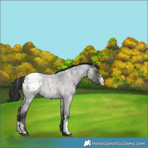 Horse Color:Grullo Roan Sabino Appaloosa 