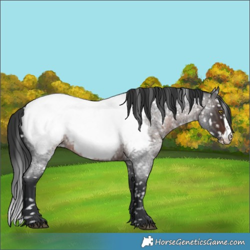 Horse Color:Brown Roan Sabino Near Fewspot 