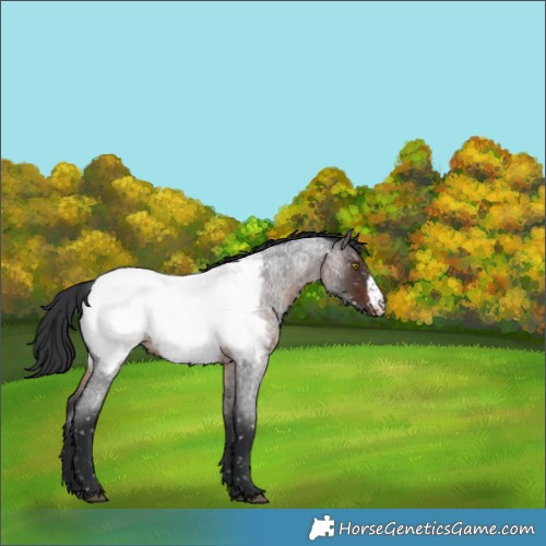 Horse Color:Brown Roan Sabino Appaloosa