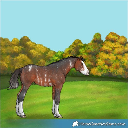 Horse Color:Brown Sabino Splash Appaloosa 