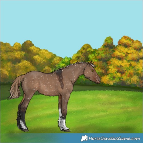 Horse Color:Liver Red Dun Sabino Tobiano Appaloosa 