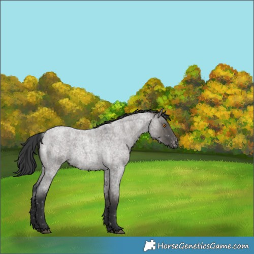 Horse Color:Grullo Roan Appaloosa