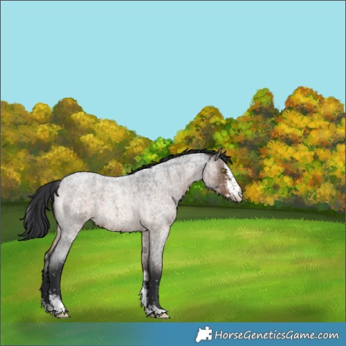Horse Color:Brown Roan Dun Sabino Snowflake VarnishBrindle 