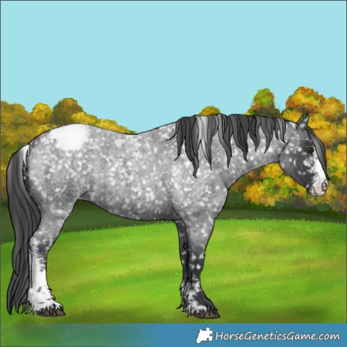 Horse Color:Blue Roan Sabino Snowcap Rabicano 