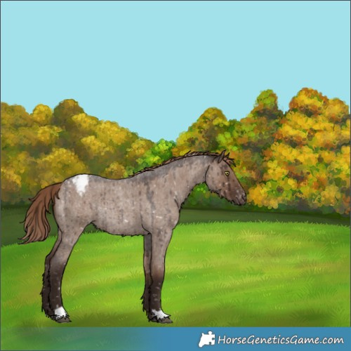 Horse Color:Liver Red Dun Roan Appaloosa Rabicano Brindle 