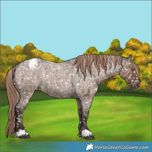 Horse Color:Liver Red Dun Roan Appaloosa Rabicano Brindle 