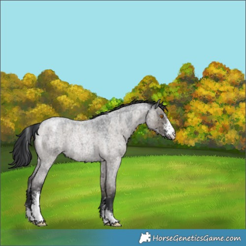 Horse Color:Grullo Roan Sabino Appaloosa Rabicano Brindle 
