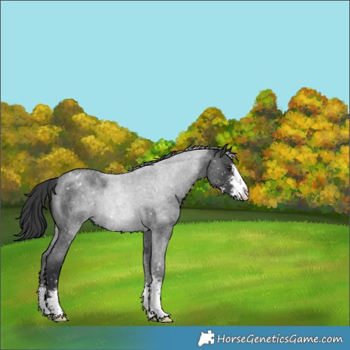 Horse Color:Blue Roan Sabino Appaloosa 