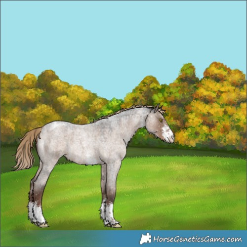 Horse Color:Liver Red Dun Roan Sabino Appaloosa Rabicano 