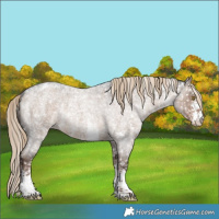 Horse Color:Liver Red Dun Roan Sabino Appaloosa Rabicano