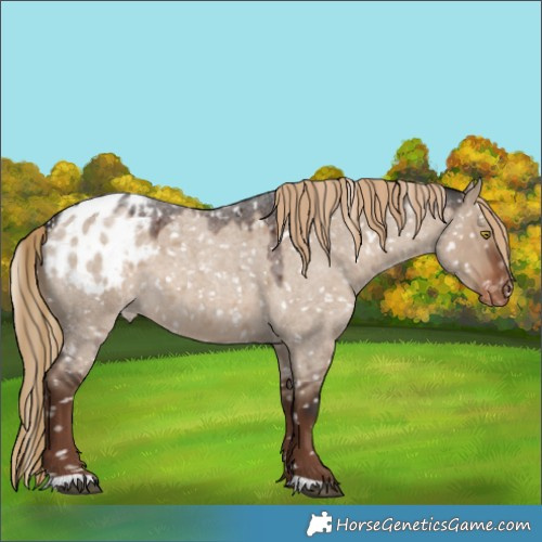 Horse Color:Liver Red Dun Roan Appaloosa