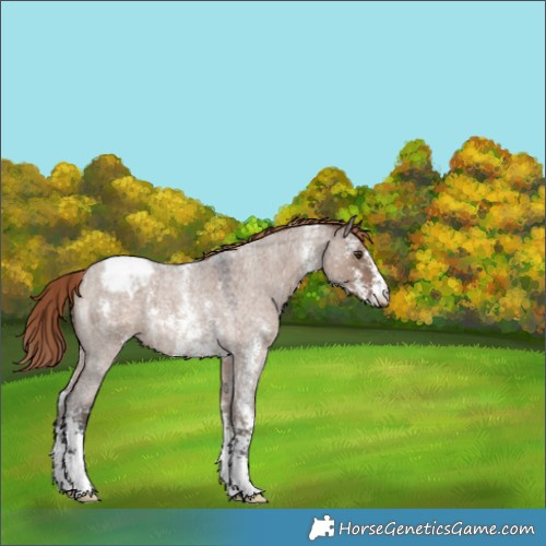 Horse Color:Liver Red Dun Roan Sabino Snowcap 