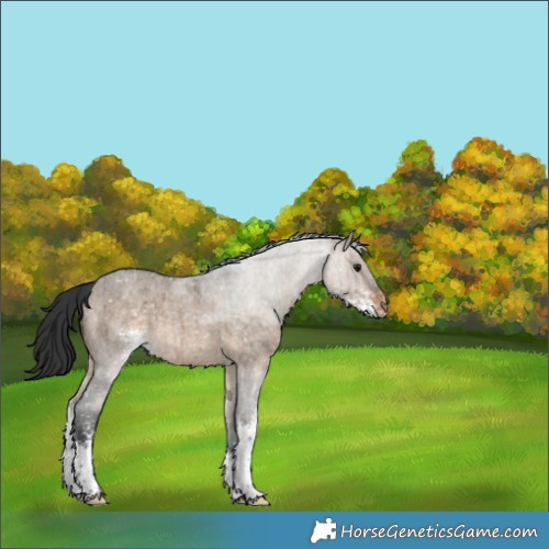 Horse Color:Brown Roan Dun Sabino Appaloosa Brindle 
