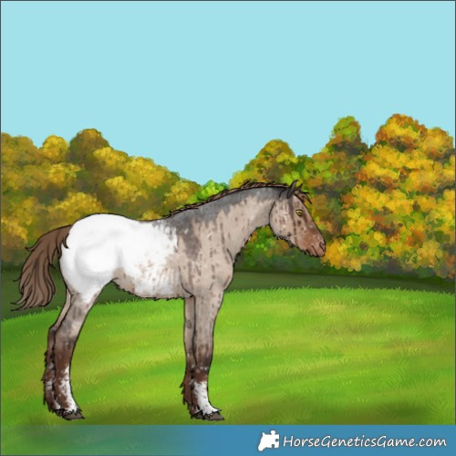 Horse Color:Liver Red Dun Roan Sabino Appaloosa Rabicano Brindle