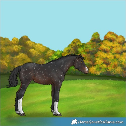 Horse Color:Brown Sabino Tobiano Appaloosa 