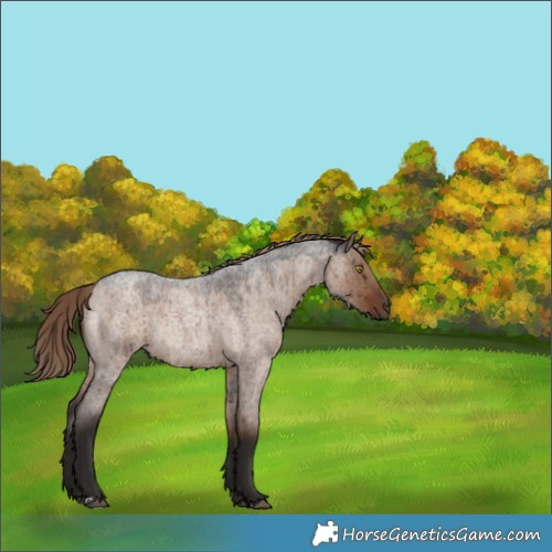 Horse Color:Liver Red Dun Roan Rabicano Brindle 