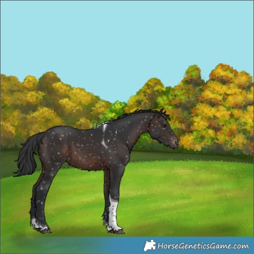 Horse Color:Brown Tobiano Appaloosa 