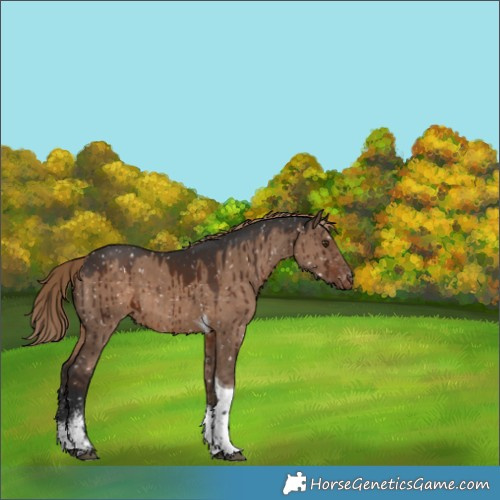 Horse Color:Liver Red Dun Sabino Tobiano Appaloosa Brindle 