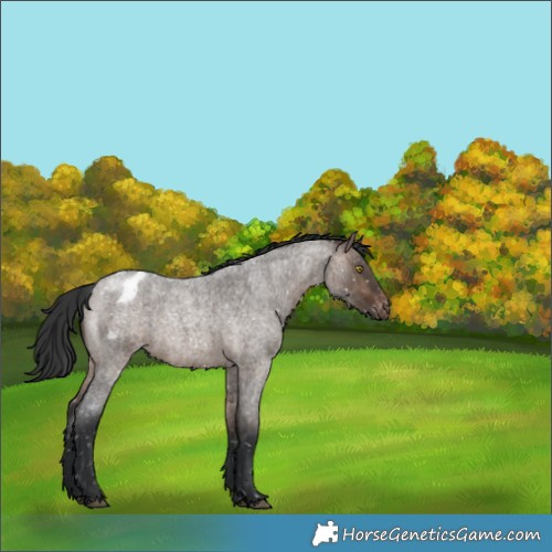 Horse Color:Brown Roan Dun Appaloosa Brindle 