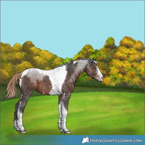 Horse Color:Liver Chestnut Sabino Tobiano Appaloosa 