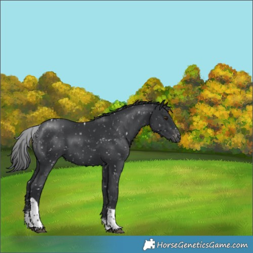 Horse Color:Black Sabino Tobiano Appaloosa 