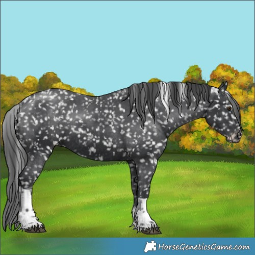 Horse Color:Black Sabino Tobiano Snowflake Varnish 