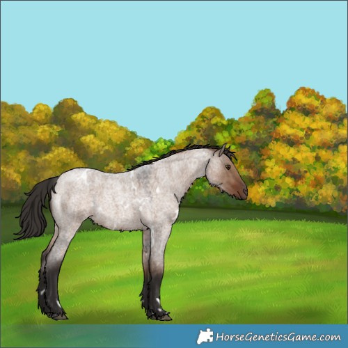 Horse Color:White Spotted Liver Red Dun Roan Rabicano 