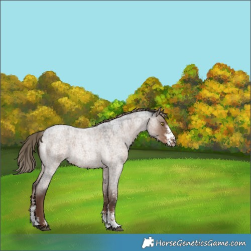 Horse Color:Liver Red Dun Roan Sabino 